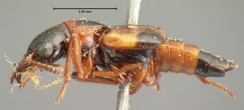 Media type: image;   Entomology 6517 Aspect: habitus lateral view